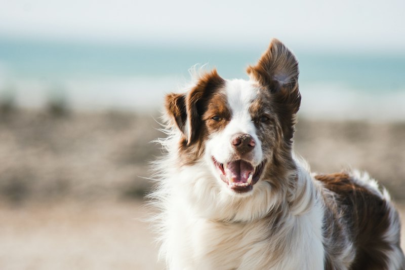 A brown and white collie grinning on a windy beach
