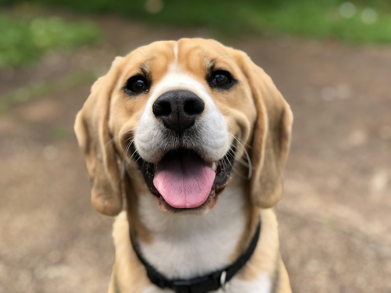 A happy beagle looking up, mid-walk on a field path