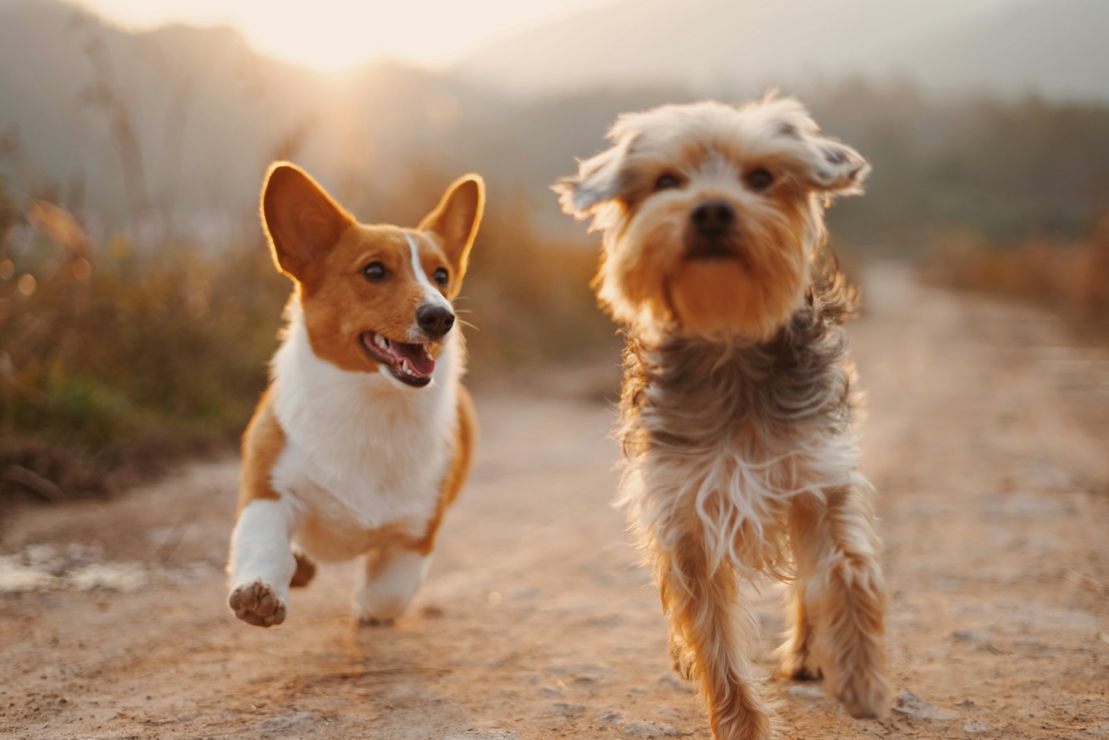 A corgi and a terrier trotting side by side along a sunny path