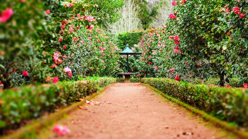 A gravel path between clipped hedges and flowering camellias